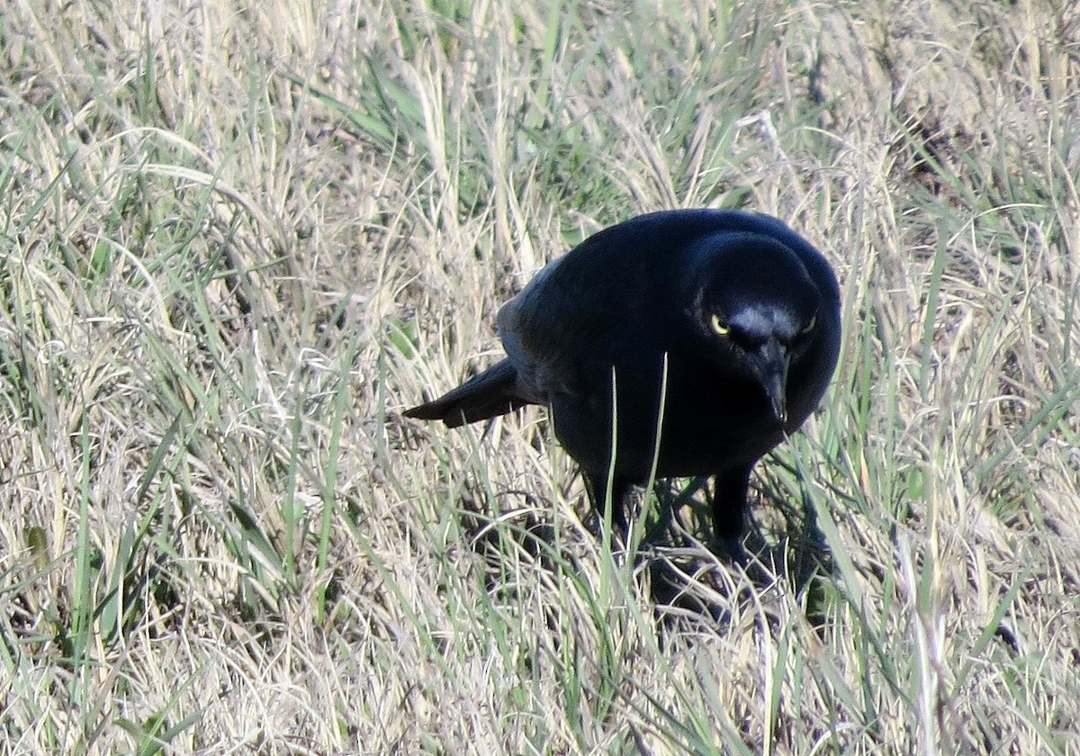 Brewer's Blackbird - ML618775922