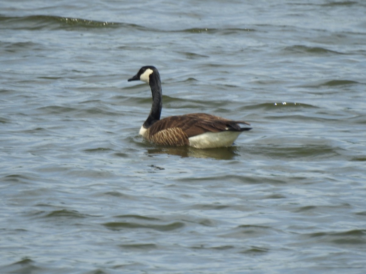 Canada Goose - ML618775924