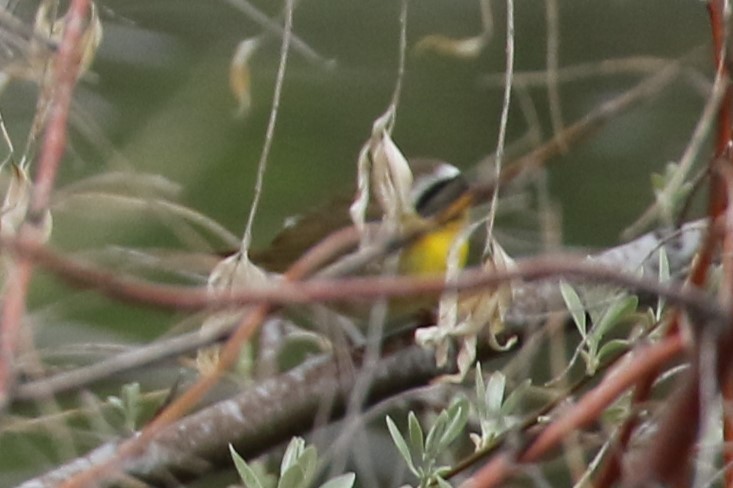 Common Yellowthroat - ML618775929