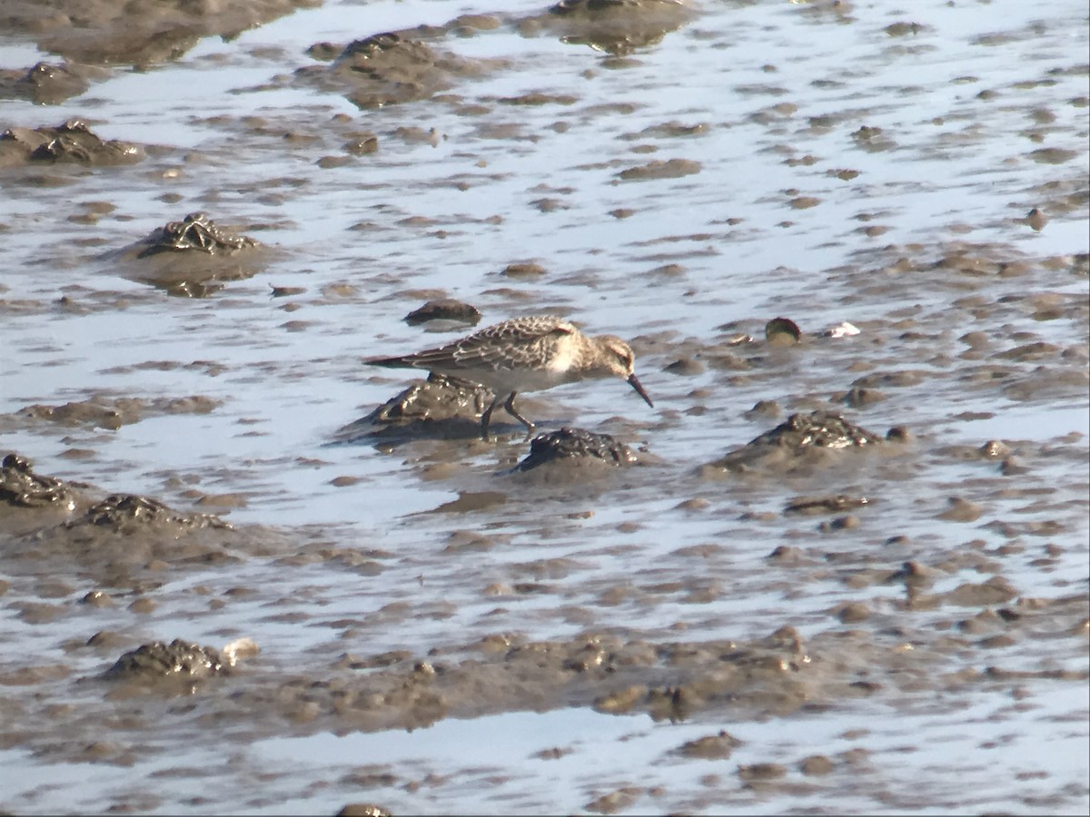 Baird's Sandpiper - ML618775935