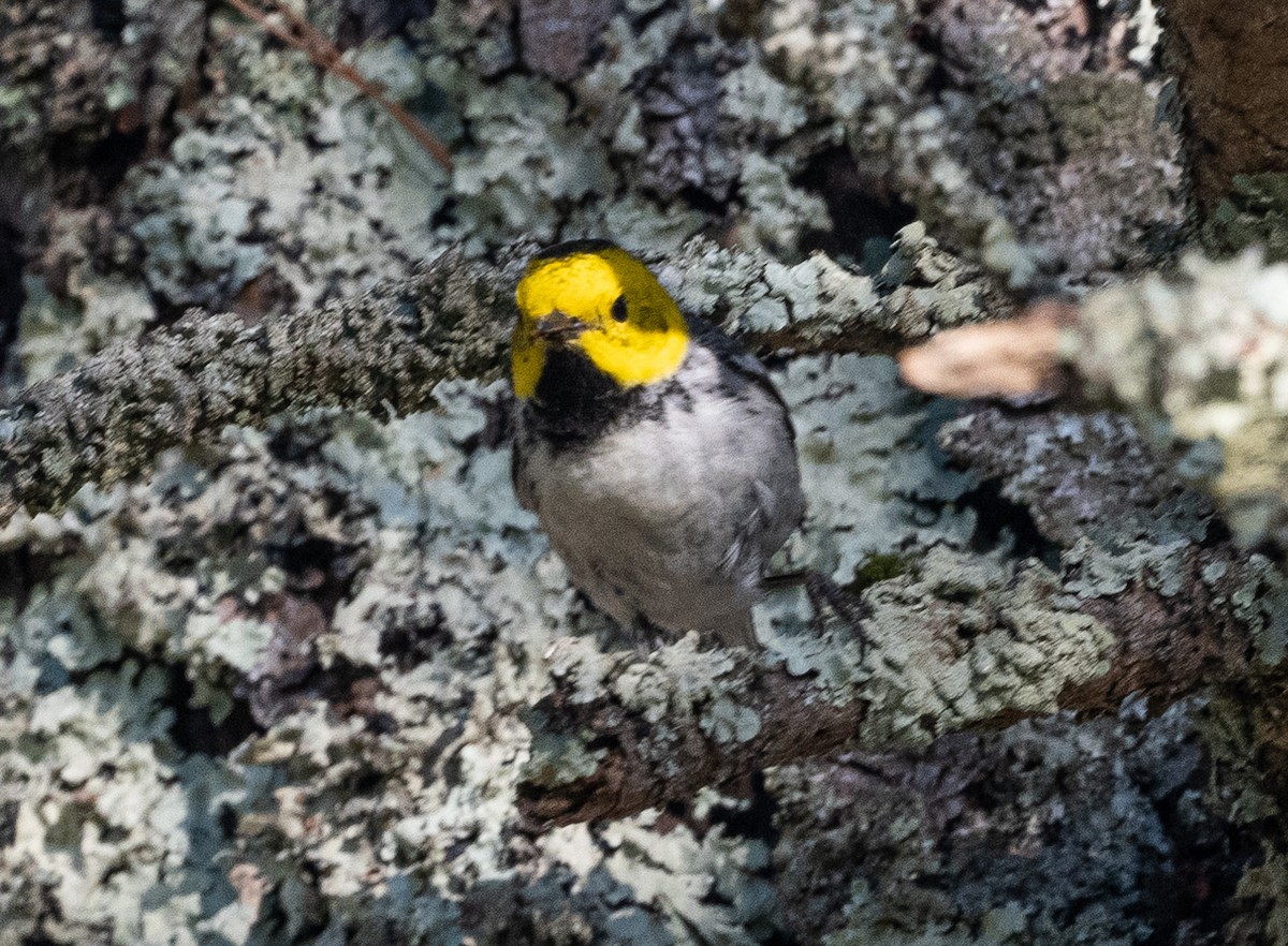 Hermit Warbler - Mark Rauzon