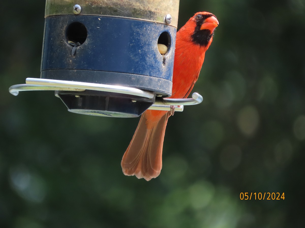 Northern Cardinal - Susan Leake