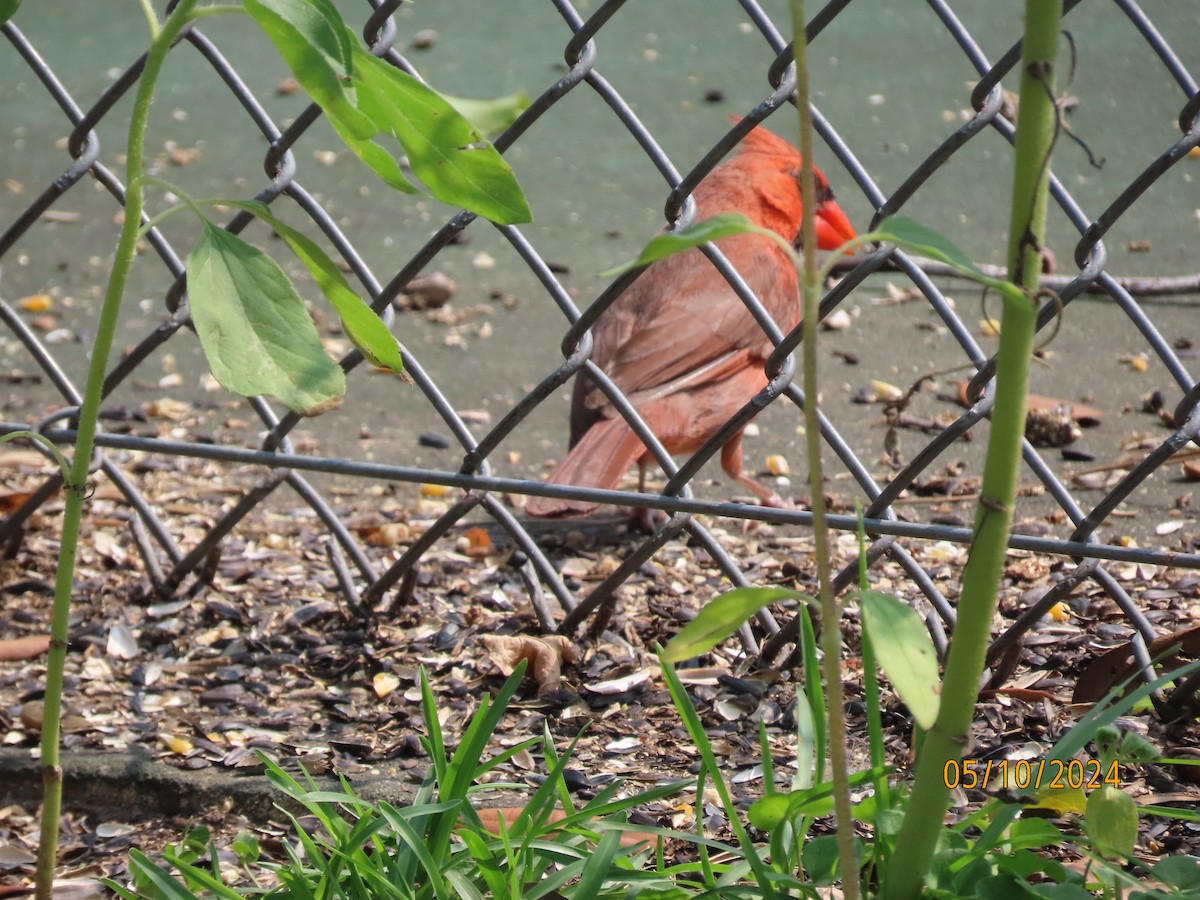 Northern Cardinal - Susan Leake