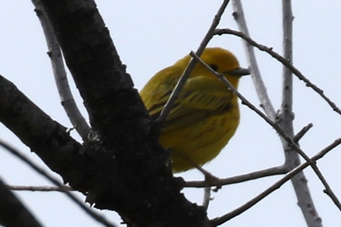 Yellow Warbler - Tom Behnfield
