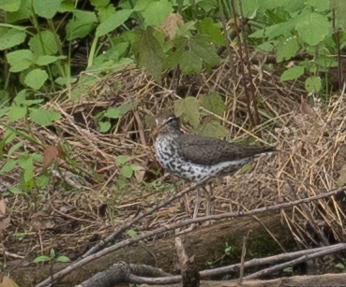 Spotted Sandpiper - Lynn Chapman