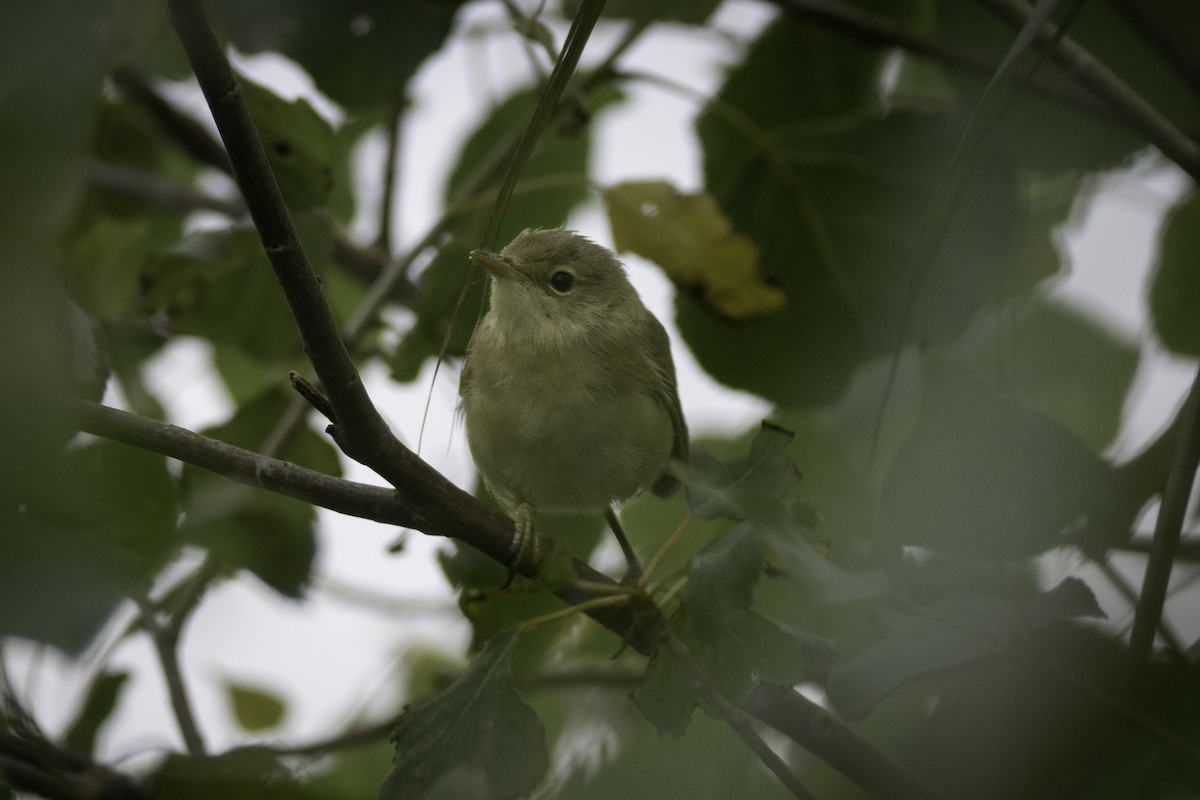 Common Reed Warbler - Guido Van den Troost