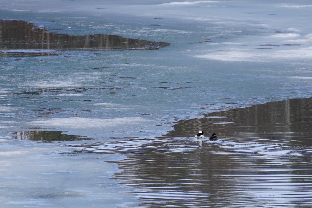 Bufflehead - ML618776000