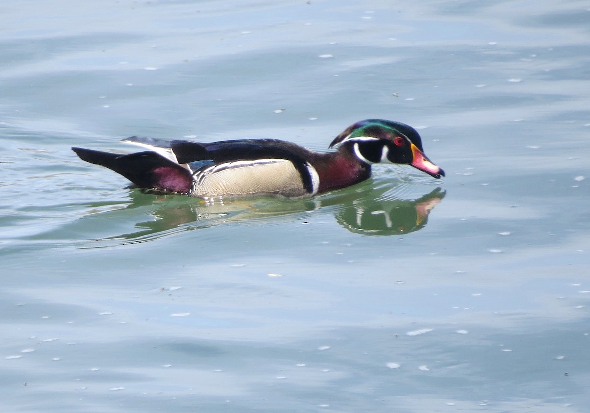 Wood Duck - Andrew Don