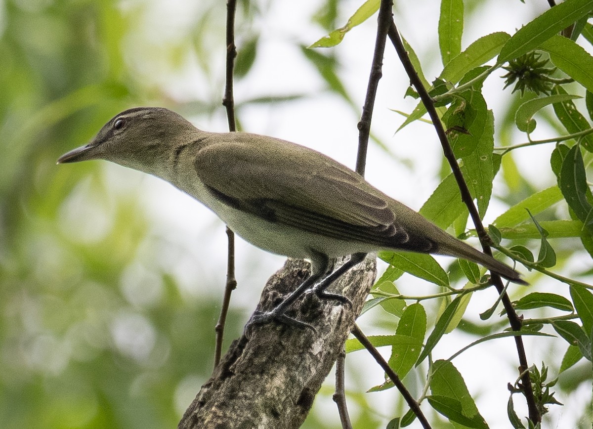 Warbling Vireo - Lynn Chapman