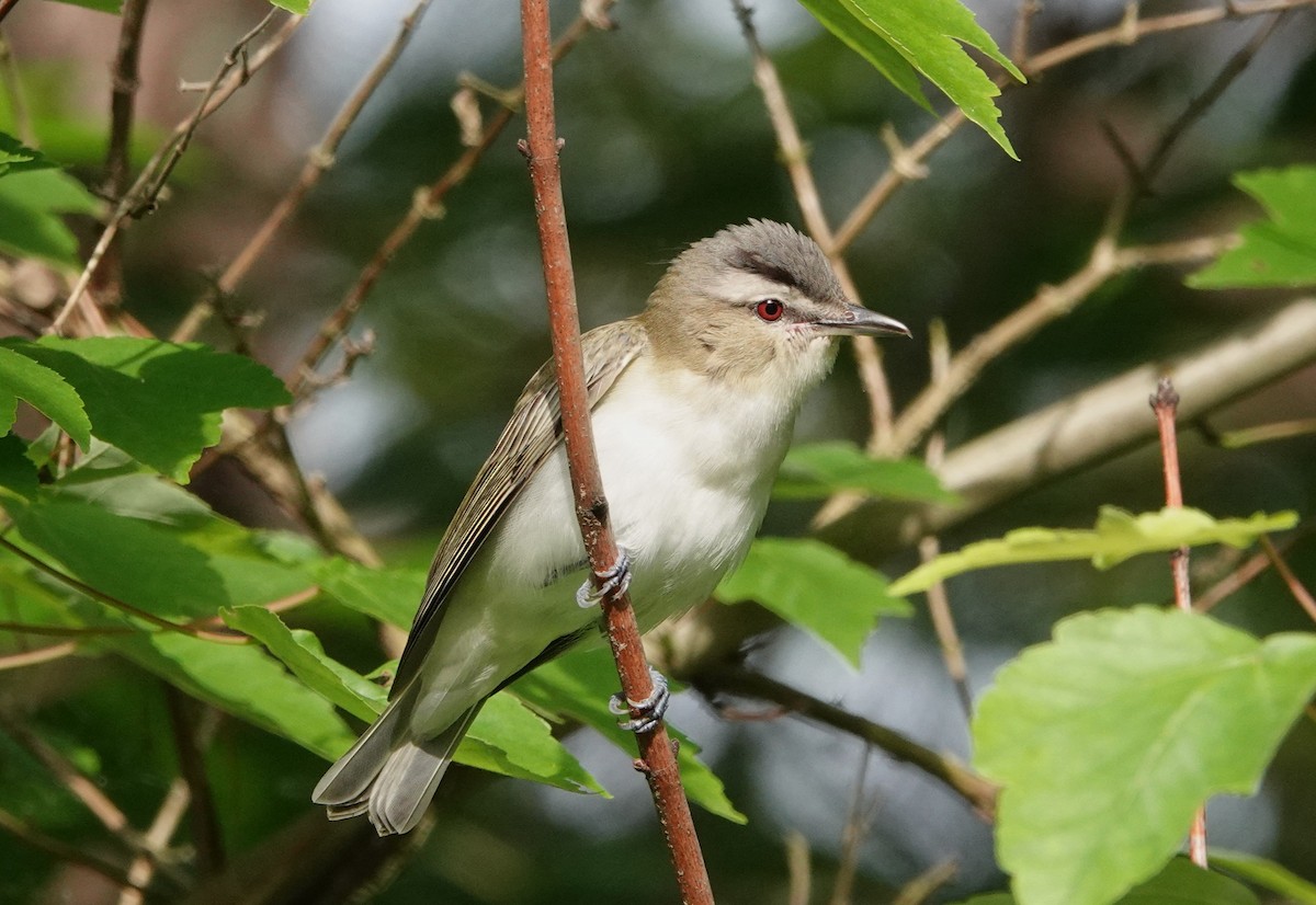 Red-eyed Vireo - Mark Goodwin