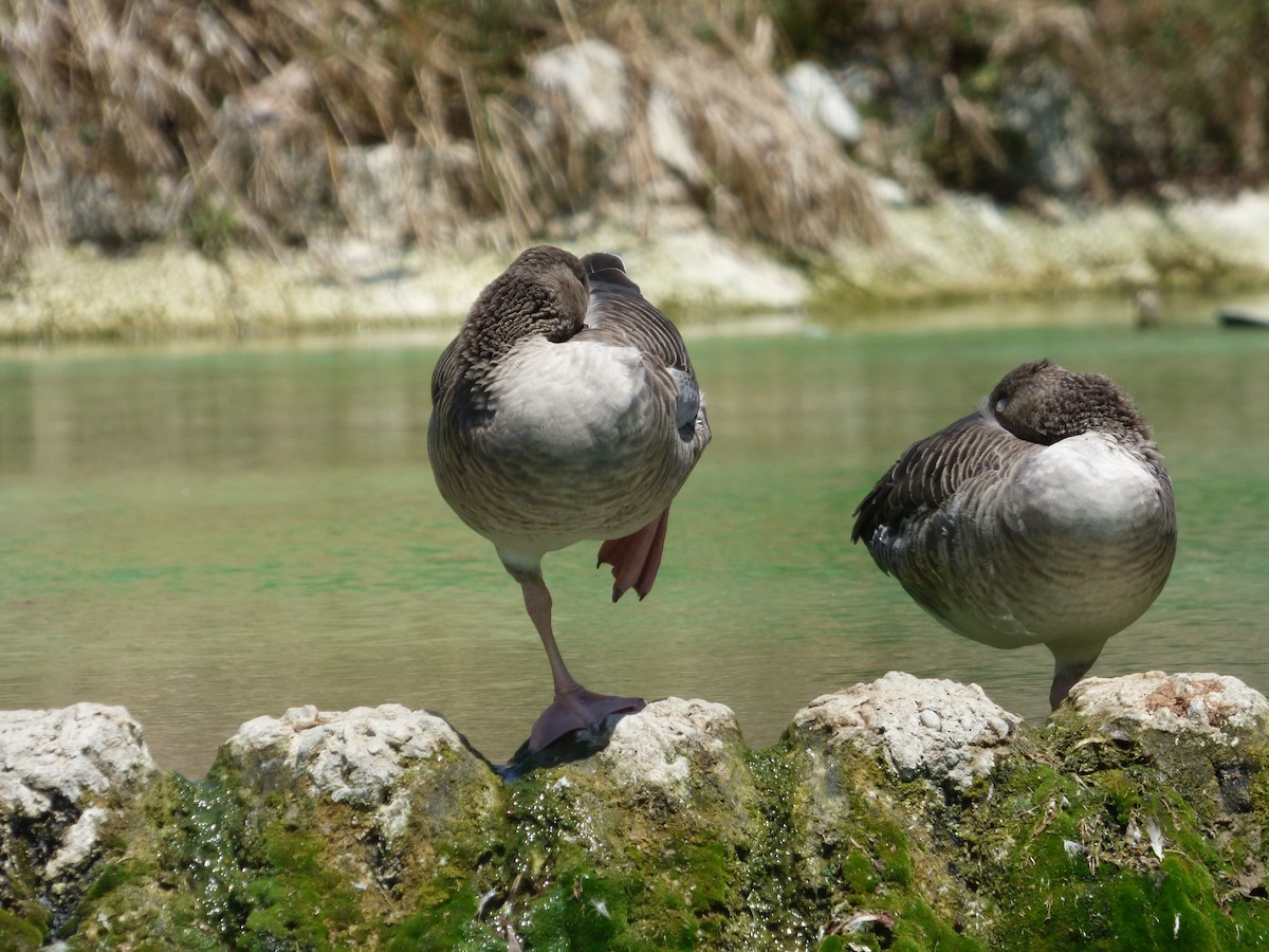 Graylag Goose - Karina Ramkalawan