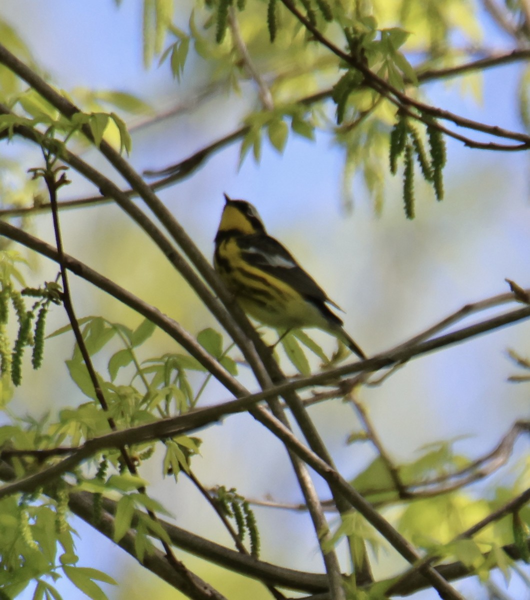 Magnolia Warbler - Kathryn Deetz 🦢