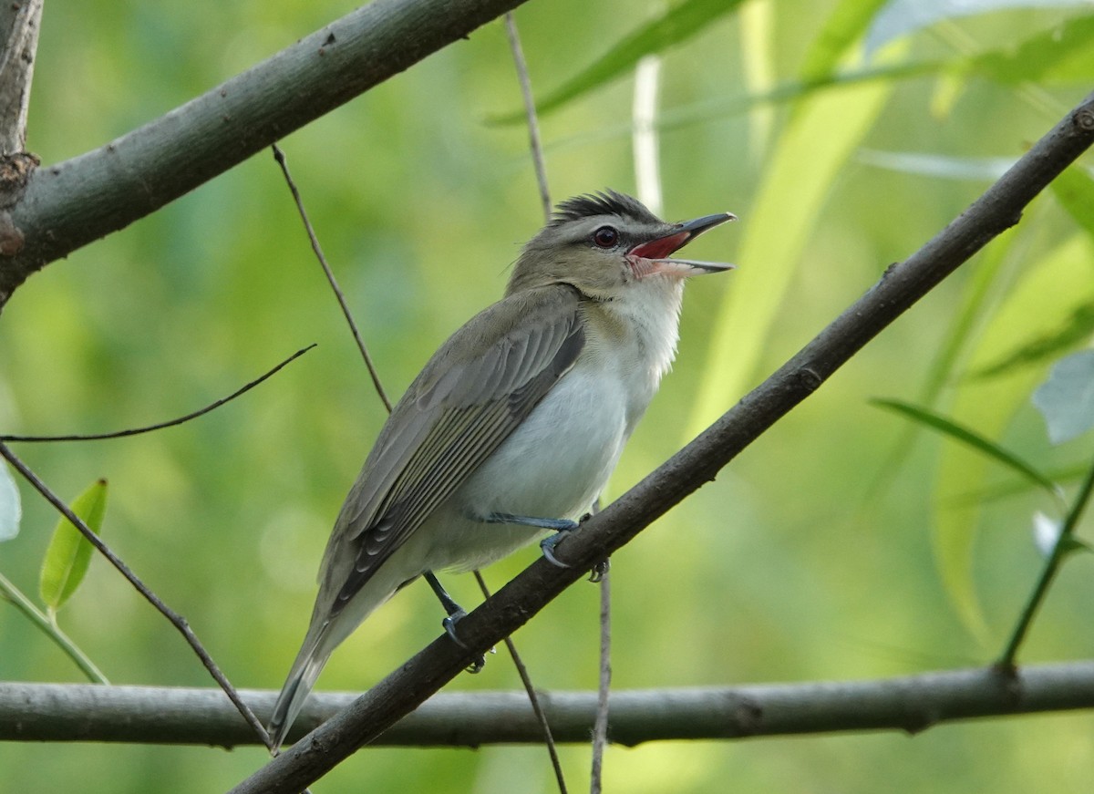 Red-eyed Vireo - Mark Goodwin