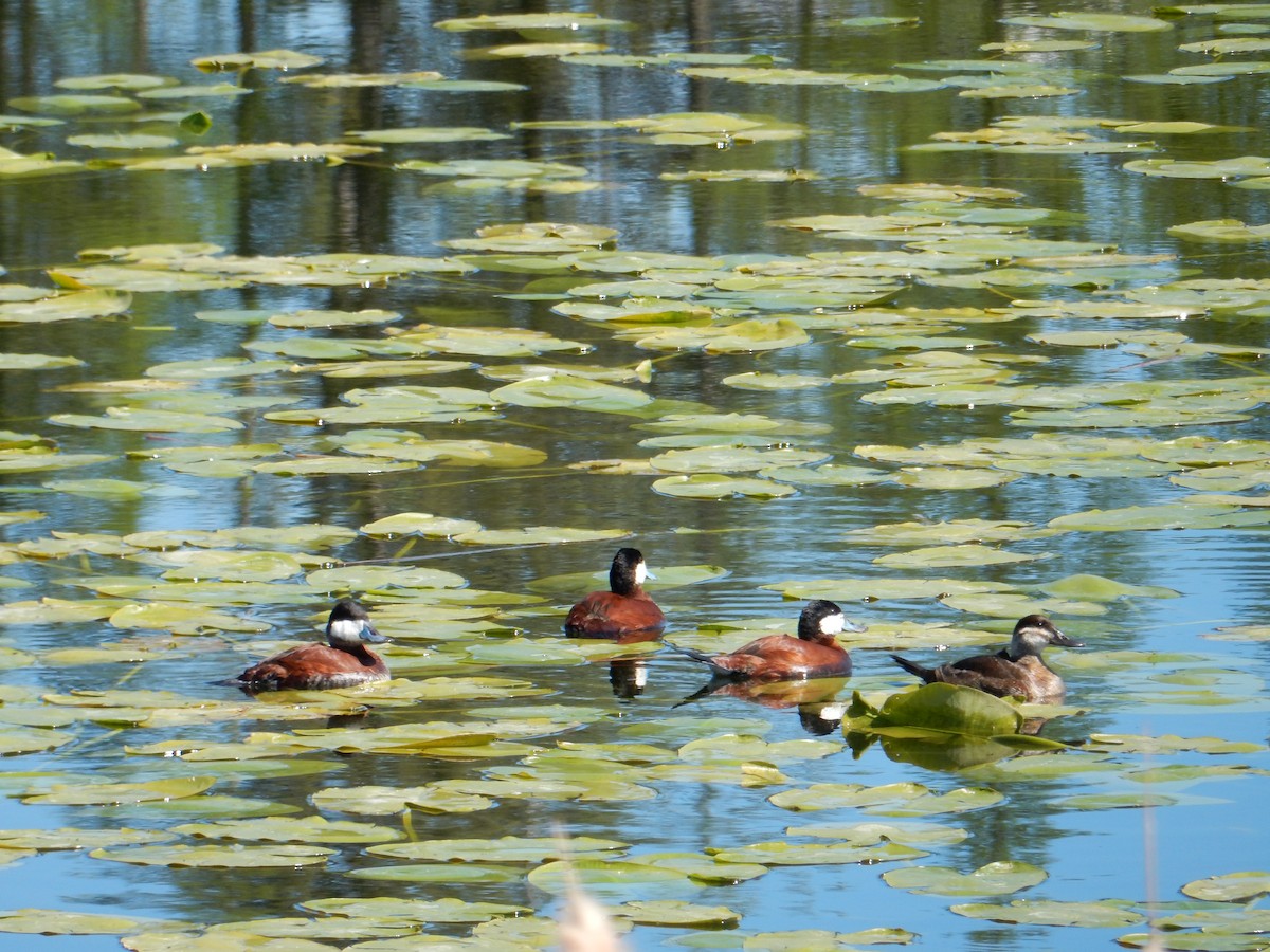 Ruddy Duck - ML618776033