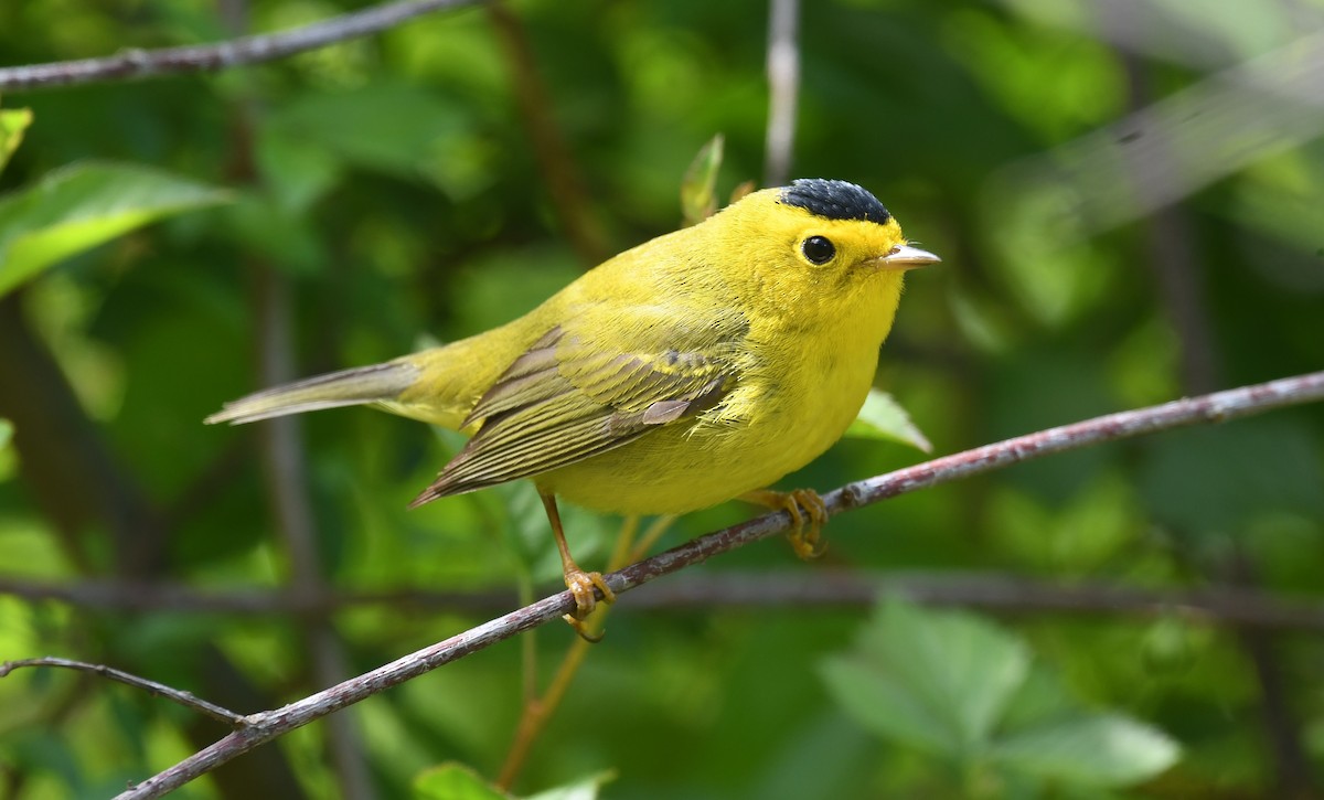 Wilson's Warbler - Ted Bradford