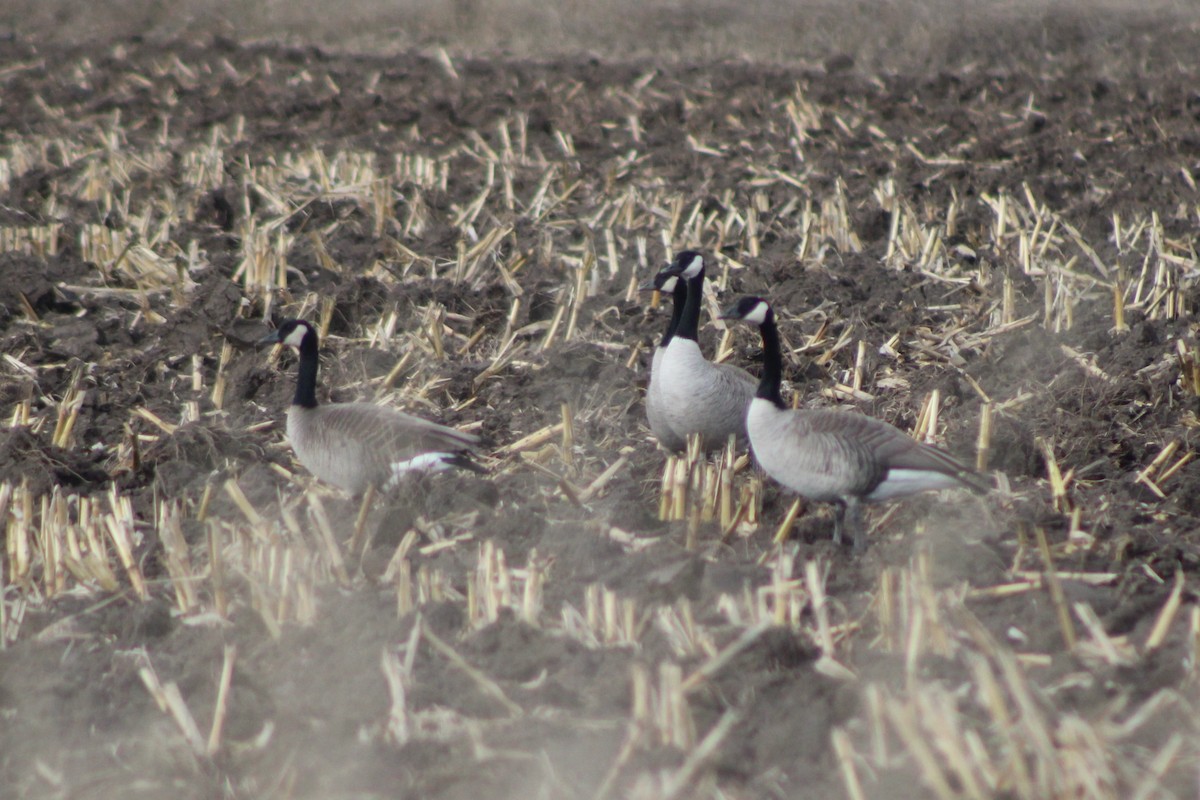 Canada Goose (moffitti/maxima) - Sean Cozart