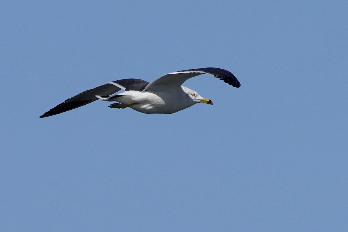 Black-tailed Gull - ML618776043