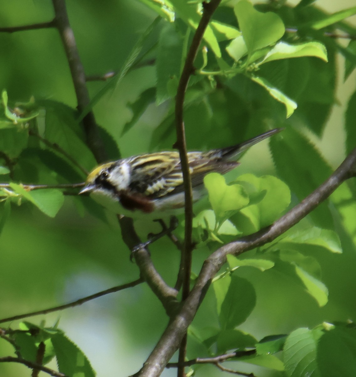 Chestnut-sided Warbler - ML618776046