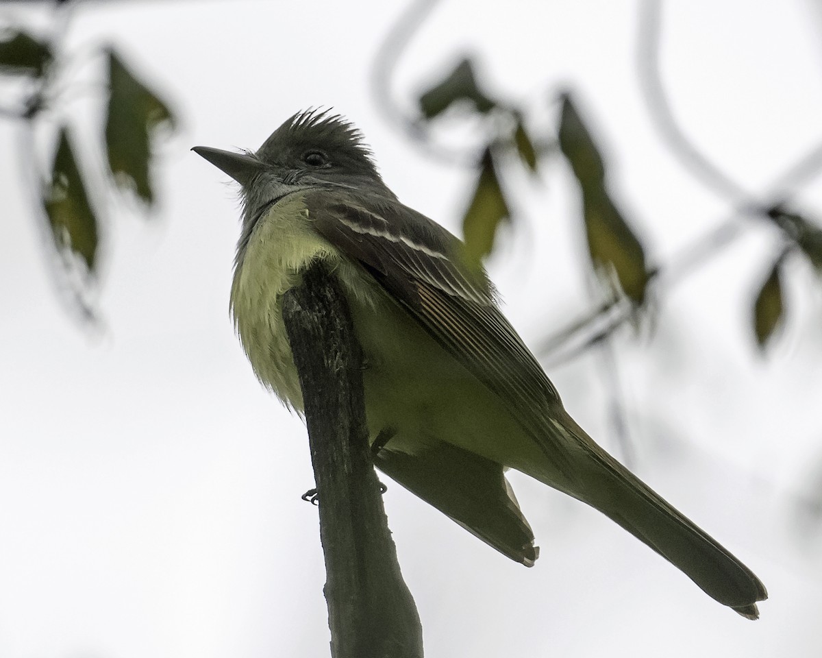 Great Crested Flycatcher - ML618776048