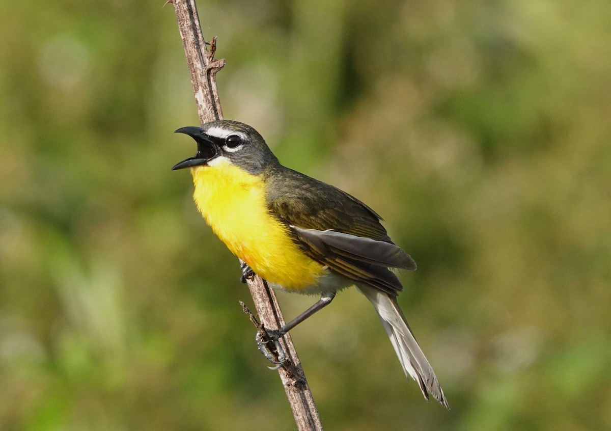Yellow-breasted Chat - ML618776061