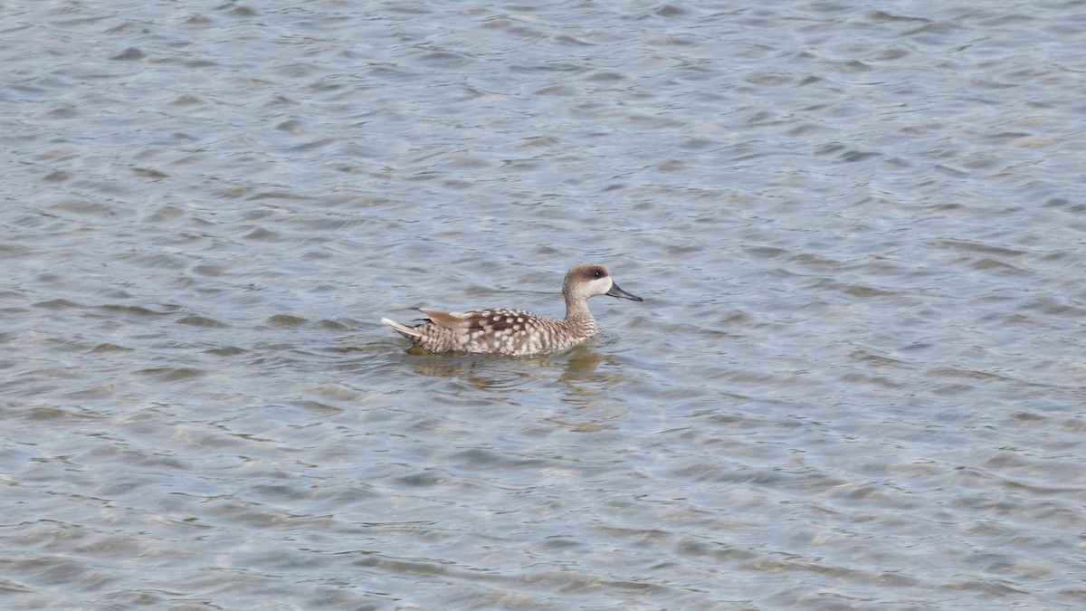 Marbled Duck - Juan Francisco Fernández Bravo