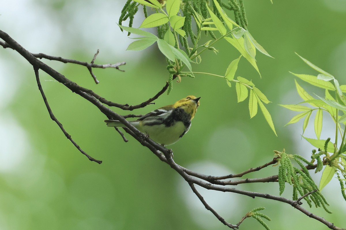 Black-throated Green Warbler - ML618776086