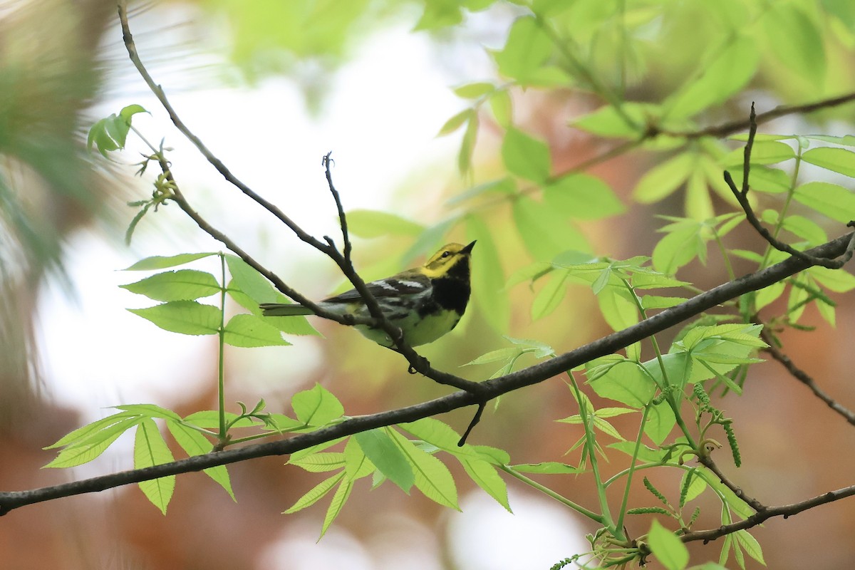 Black-throated Green Warbler - ML618776088