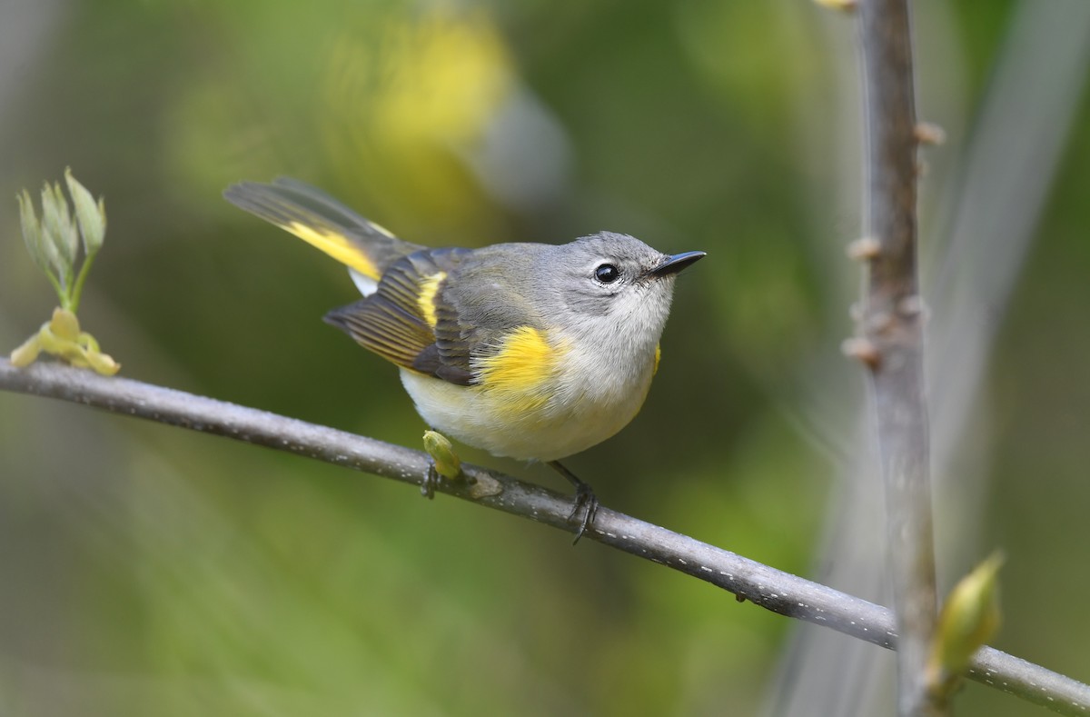 American Redstart - Ted Bradford