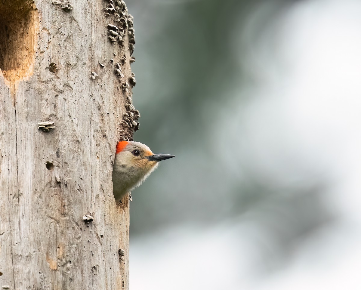Red-bellied Woodpecker - ML618776095