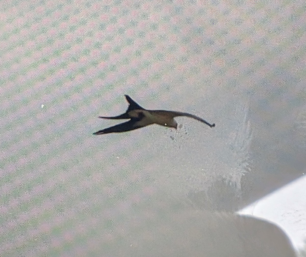 Swallow-tailed Kite - Justyn Foth