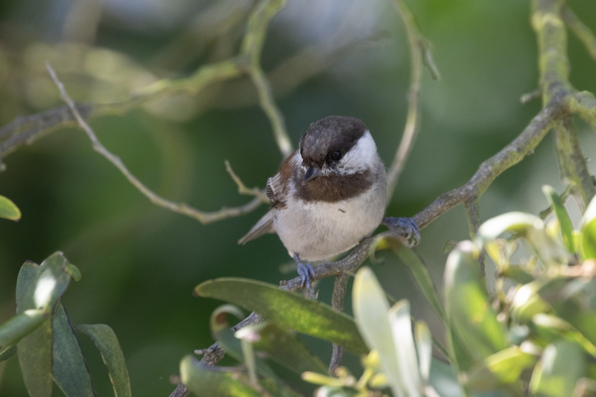 Mésange à dos marron - ML618776110