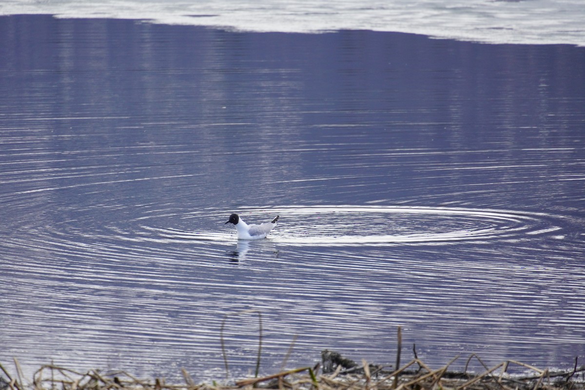 Bonaparte's Gull - Nadège Langet