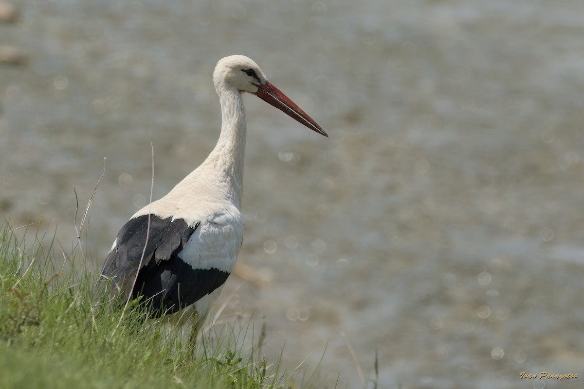 White Stork - ML618776116