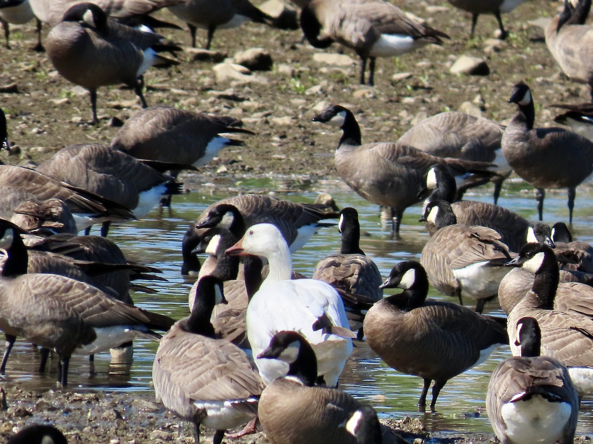 Snow Goose - ML618776130