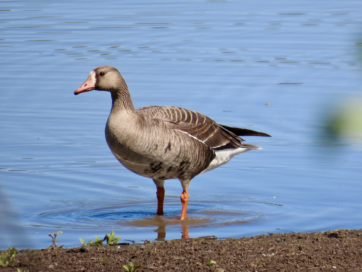 Greater White-fronted Goose - ML618776145