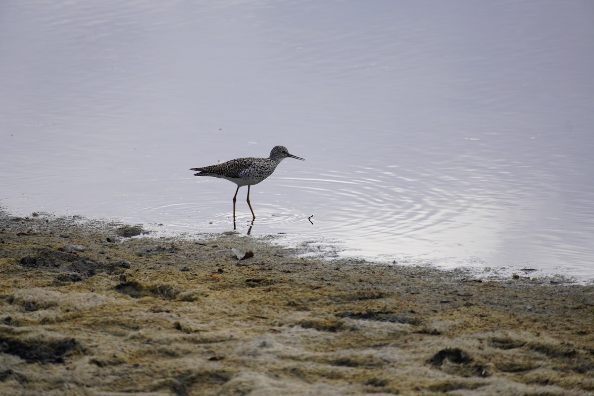 Greater Yellowlegs - Nadège Langet