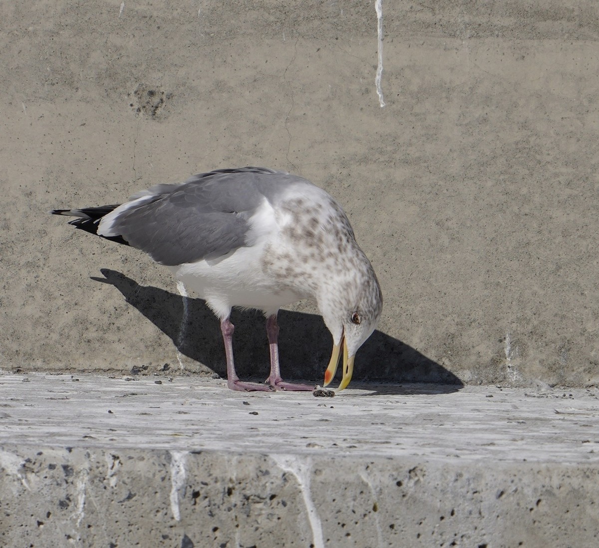 Herring Gull (Vega) - ML618776163