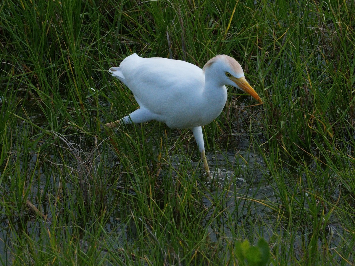 Western Cattle Egret - Merryl Edelstein