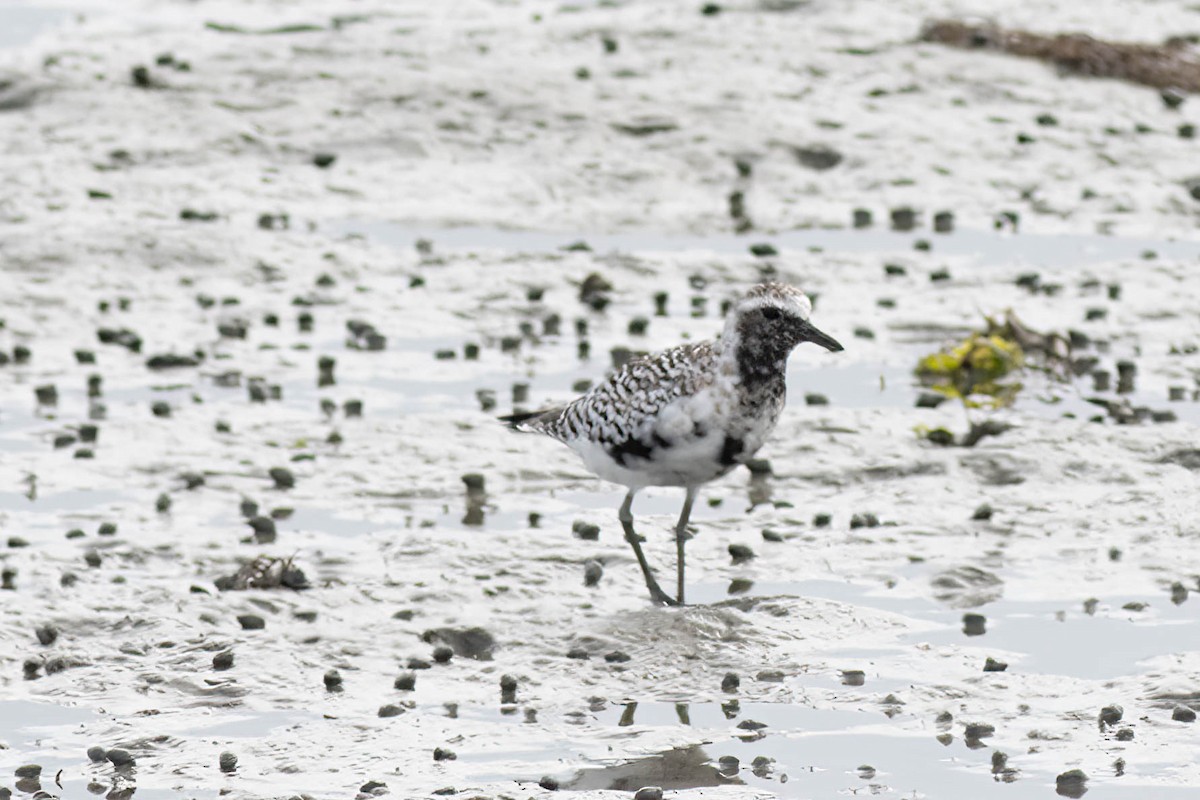 Black-bellied Plover - ML618776173