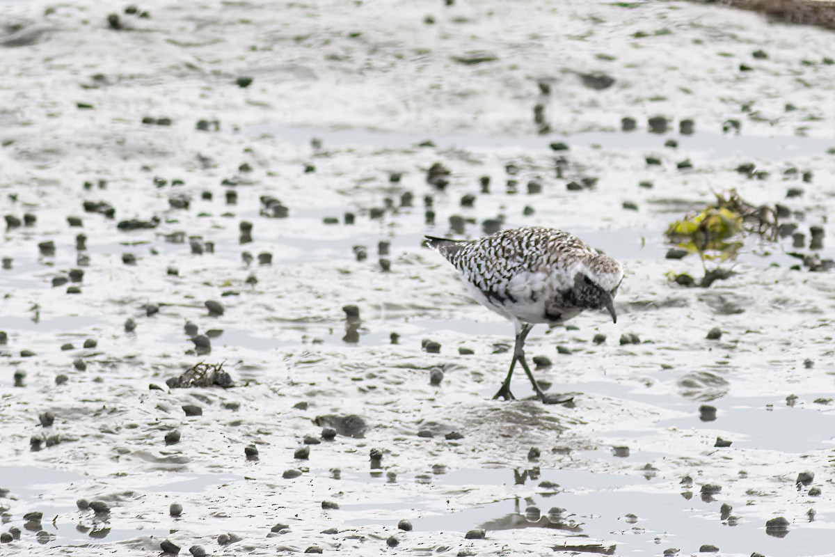 Black-bellied Plover - ML618776174