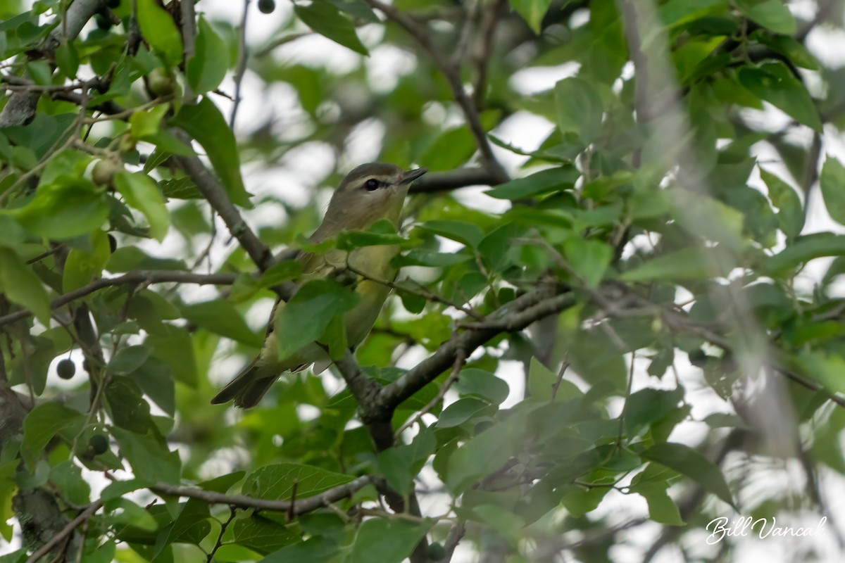 Philadelphia Vireo - ML618776182