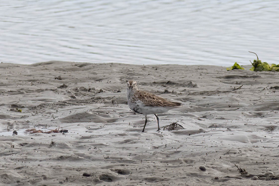 Dunlin - ML618776188