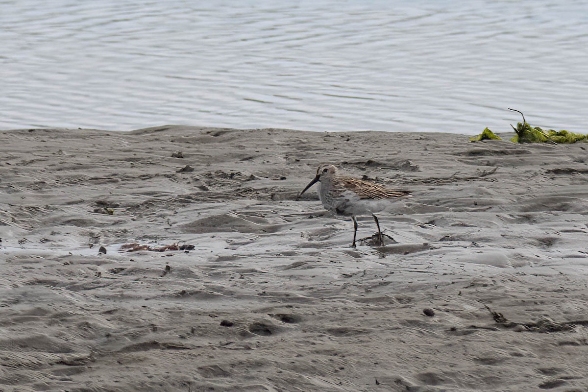 Dunlin - ML618776189