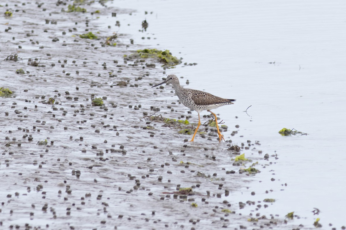 Greater Yellowlegs - ML618776193