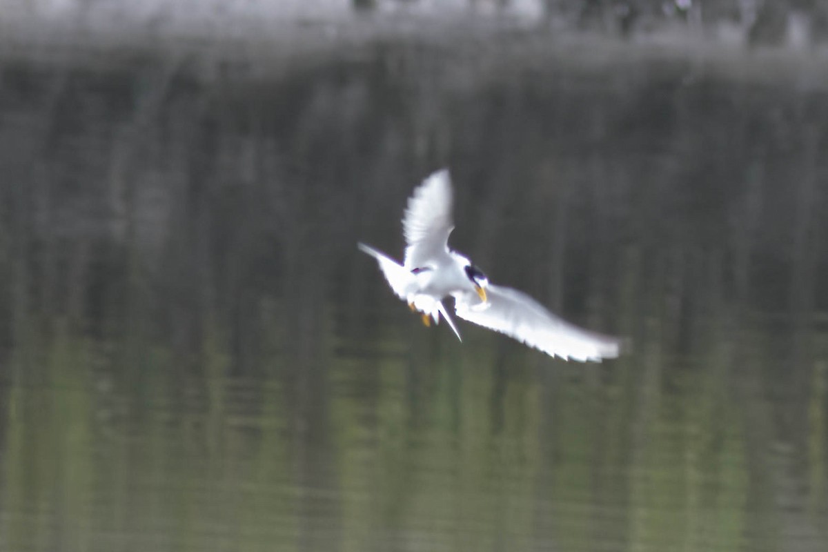 Least Tern - ML618776198