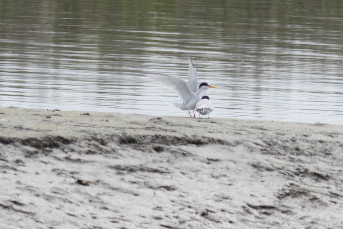 Least Tern - Ed Vigezzi