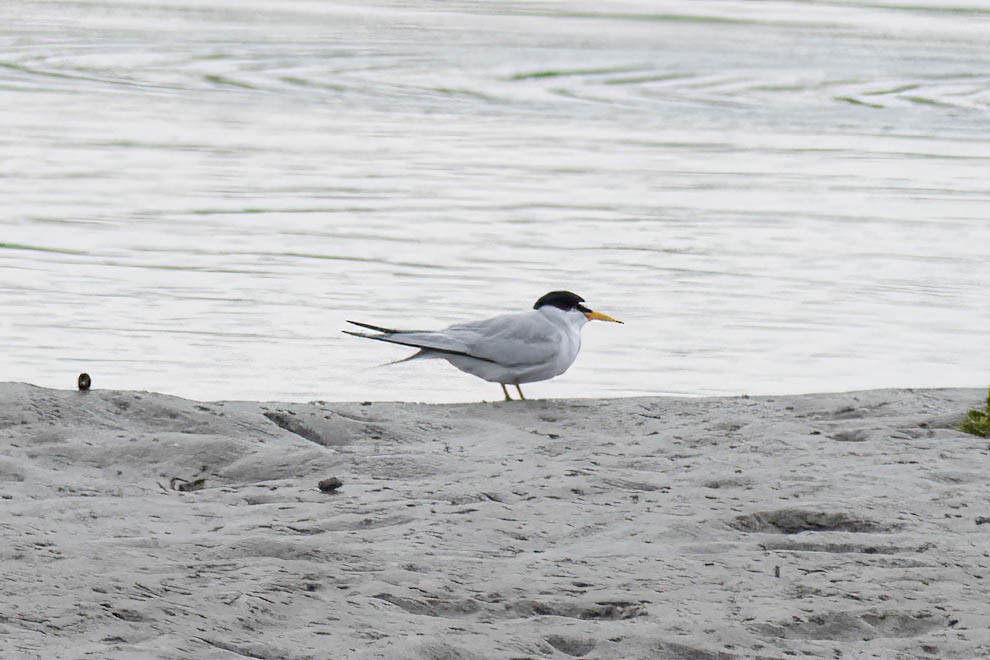 Least Tern - ML618776200