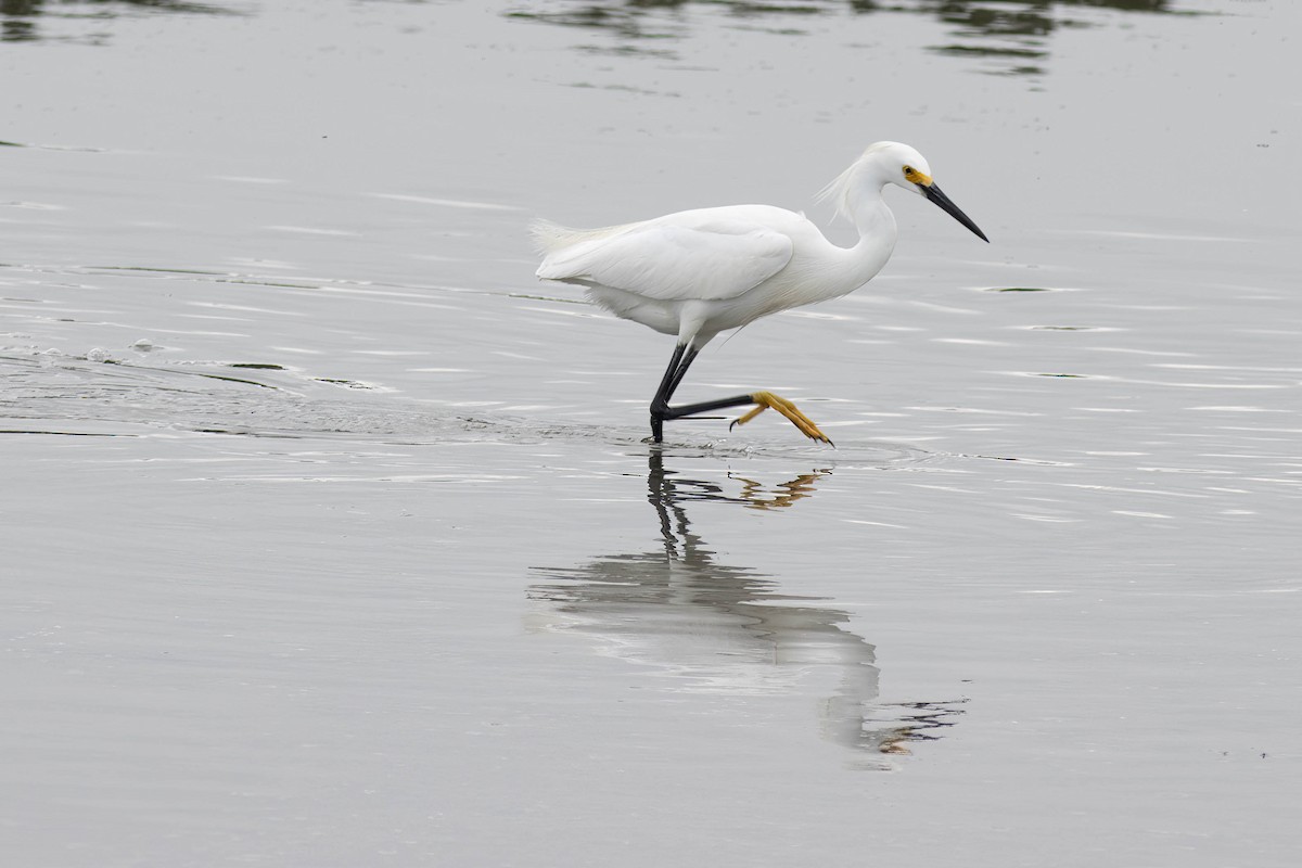 Snowy Egret - ML618776207