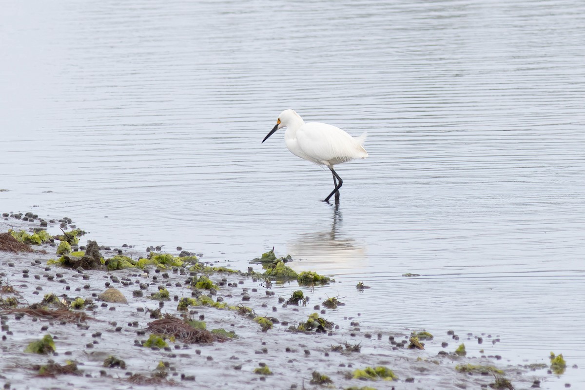 Snowy Egret - ML618776209