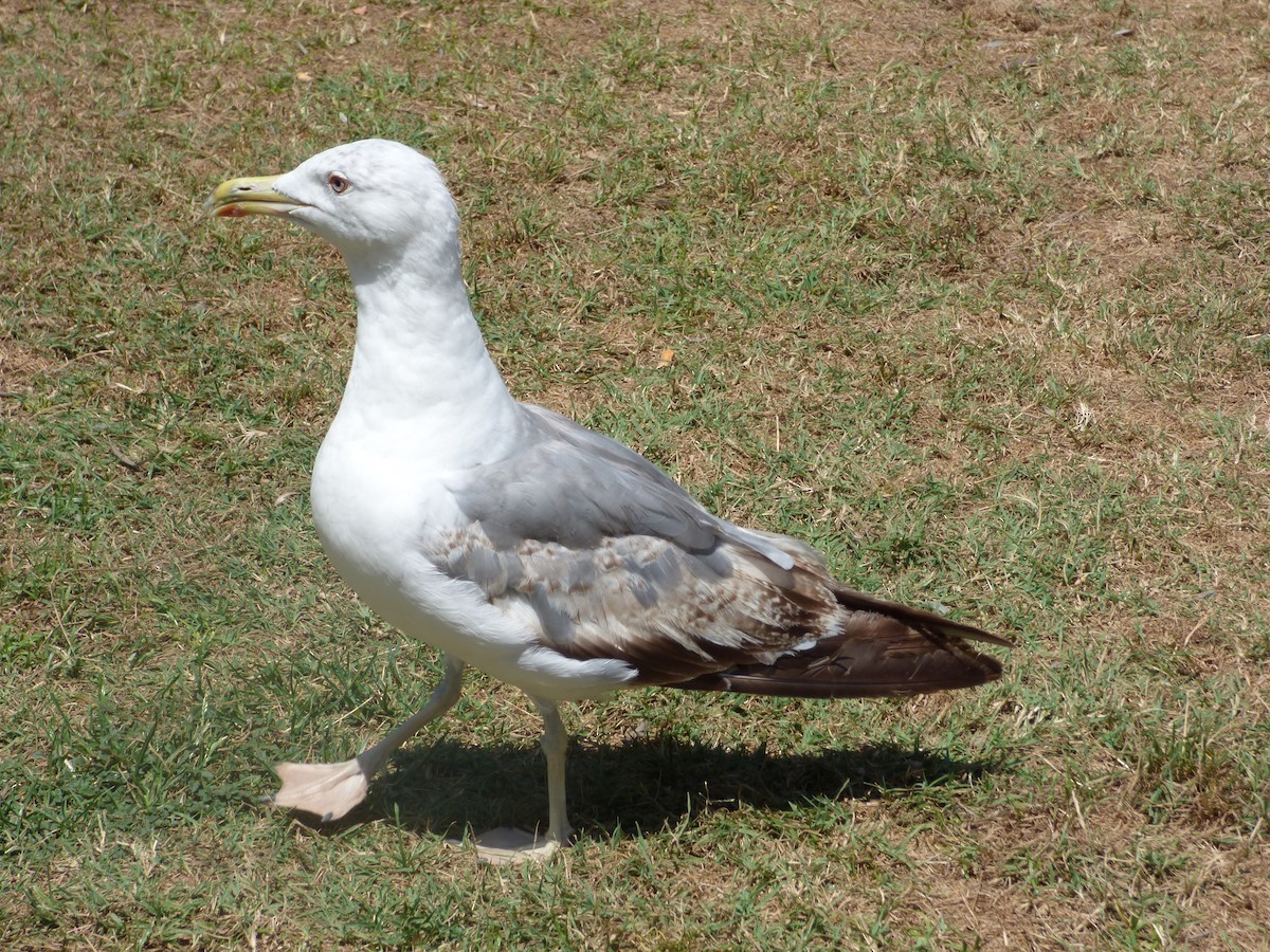 Yellow-legged Gull - Karina Ramkalawan